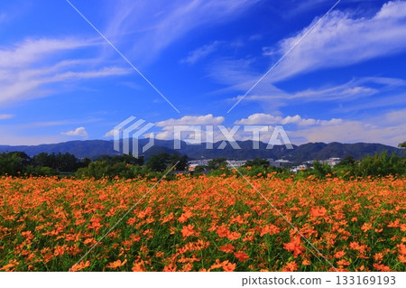 Mukogawa Riverbank, Higenowatashi Cosmos Garden (Tsunematsu, Amagasaki City) 133169193