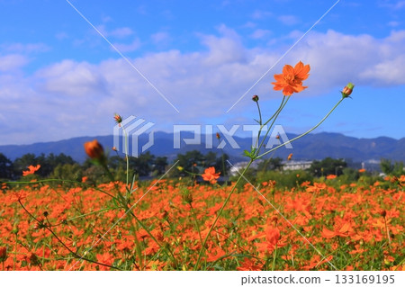 Mukogawa Riverbank, Higenowatashi Cosmos Garden (Tsunematsu, Amagasaki City) 133169195