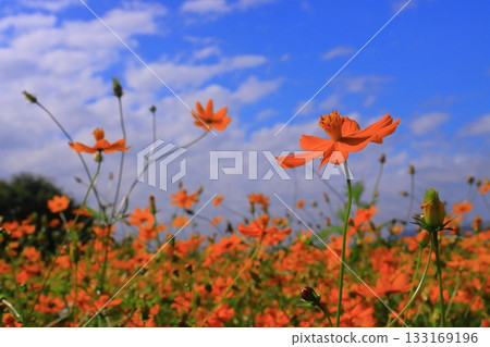 Mukogawa Riverbank, Higenowatashi Cosmos Garden (Tsunematsu, Amagasaki City) 133169196