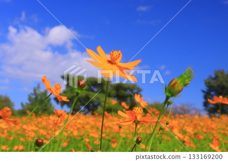 武庫川河畔、肥之渡宇宙花園（尼崎市常鬆市） 133169200