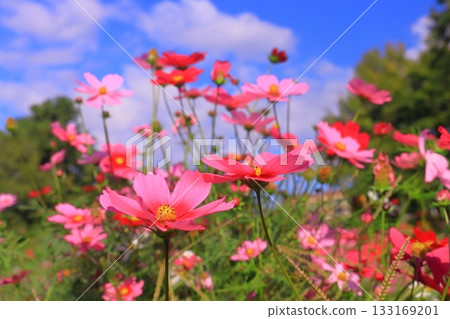 Mukogawa Riverbank, Higenowatashi Cosmos Garden (Tsunematsu, Amagasaki City) 133169201