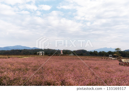 Goseokjeong Flower Garden 133169317