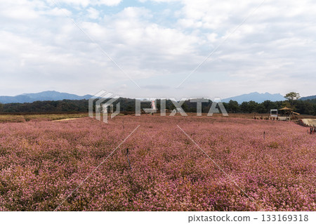 Goseokjeong Flower Garden 133169318