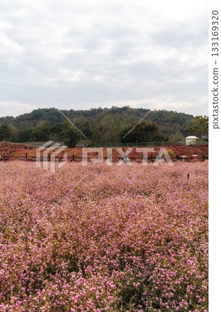 Goseokjeong Flower Garden 133169320