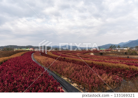 Goseokjeong Flower Garden 133169321