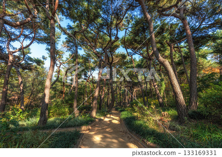 Pine Tree Forest in Achasan Pine Tree Forest in Achasan 133169331