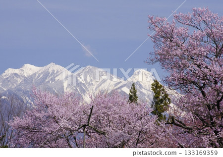 Cherry blossoms in Yamataka, Hokuto City, and remaining snow on Mt. Yatsugatake Cherry blossoms in Yamataka, Hokuto City, and remaining snow on Mt. Yatsugatake 133169359