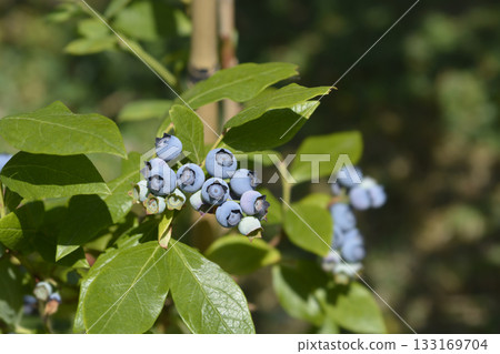 Blueberry Blueberry 133169704