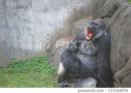 一隻大猩猩，打哈欠時臉上的皺紋很容易消失。 133169979