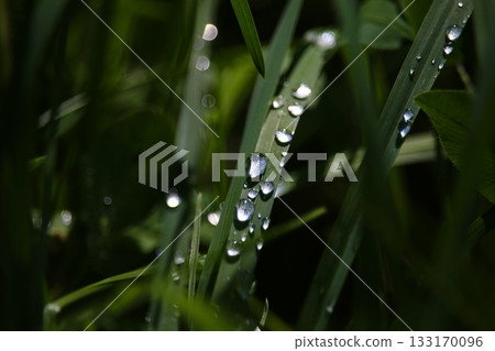 雨後,水滴在樹葉上閃閃發光。 雨後,水滴在樹葉上閃閃發光。 133170096