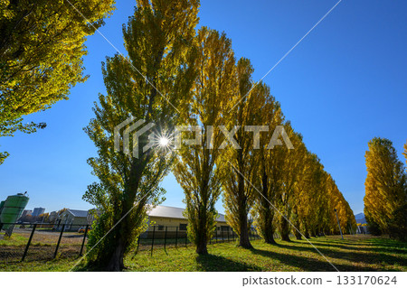 北海道大學平成楊樹的黃葉_6004 北海道大學平成楊樹的黃葉_6004 133170624