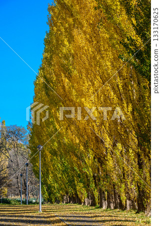 Yellow leaves of the Heisei poplar trees at Hokkaido University_6082 Yellow leaves of the Heisei poplar trees at Hokkaido University_6082 133170625
