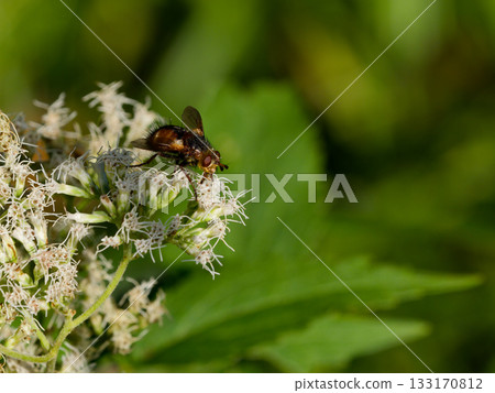 Parasitic fly, Parasitoid flies, female, stinging nectar 133170812