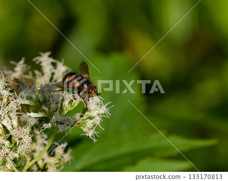 Parasitic fly, Parasitoid flies, female, stinging nectar 133170813