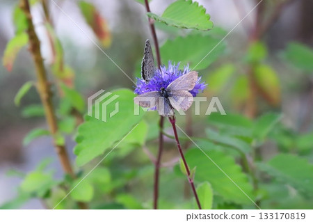 兩隻大和志治美蝴蝶正在秋日花園裡盛開的紫色雛菊上吸食花蜜。 133170819