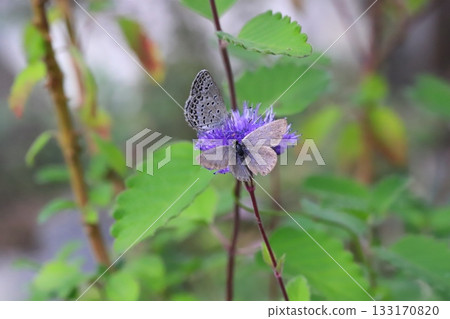 兩隻大和志治美蝴蝶正在秋日花園裡盛開的紫色雛菊上吸食花蜜。 133170820