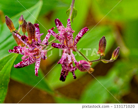 Hototogisu花 133171020