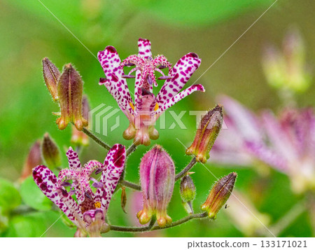 Hototogisu flower Hototogisu flower 133171021