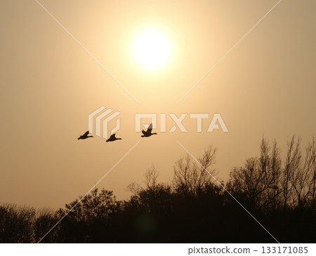 黃昏時分的北海道河流和候鳥 黃昏時分的北海道河流和候鳥 133171085
