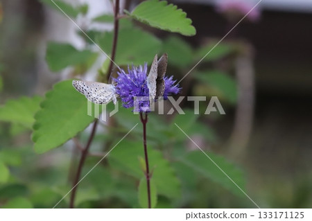 Two Yamato Shijimi butterflies sucking nectar from purple daisies blooming in an autumn garden Two Yamato Shijimi butterflies sucking nectar from purple daisies blooming in an autumn garden 133171125