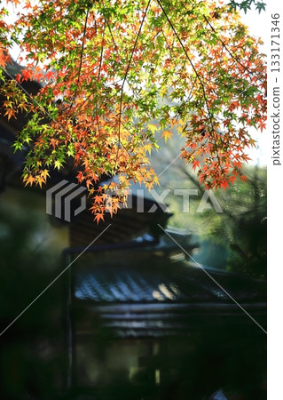 Bright autumn leaves 133171346