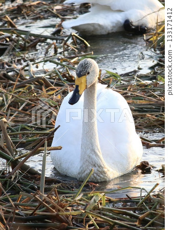 Hokkaido river and migratory birds at dusk 133171412