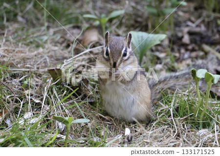 Cute chipmunks playing on Mount Tengu in Hokkaido 133171525