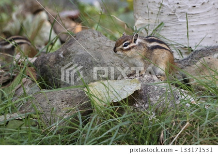 Cute chipmunks playing on Mount Tengu in Hokkaido 133171531