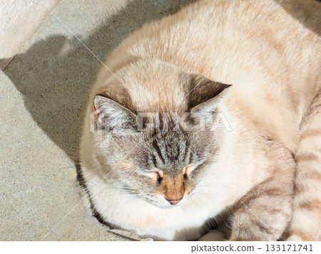 Cat sleeping on the street Cat sleeping on the street 133171741