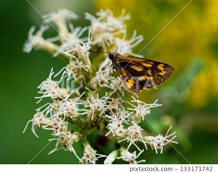 A female Hesperiidae (Hesperiidae) drinking nectar 133171742