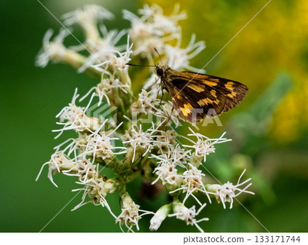 A female Hesperiidae (Hesperiidae) drinking nectar A female Hesperiidae (Hesperiidae) drinking nectar 133171744