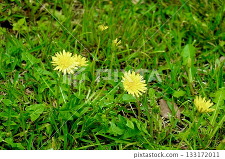 奈良縣奈良市大安寺院內盛開的蒲公英 133172011