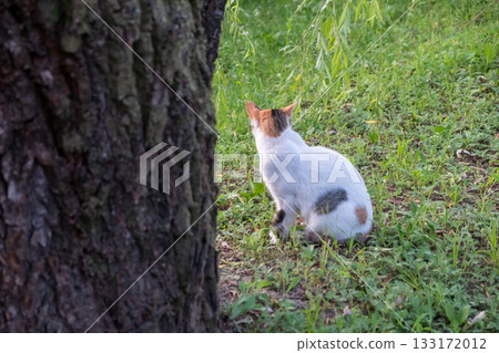 Chubby stray calico cat standing on the grass in public park Chubby stray calico cat standing on the grass in public park 133172012