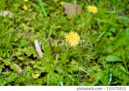 奈良縣奈良市大安寺院內盛開的蒲公英 奈良縣奈良市大安寺院內盛開的蒲公英 133172013
