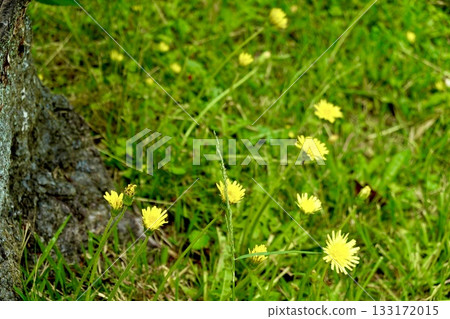Dandelions blooming in the grounds of Daian-ji Temple, Nara City, Nara Prefecture 133172015