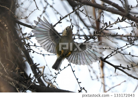 一隻金冠戴菊拍打著翅膀 133172043