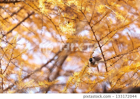 A titmouse perched on a larch branch A titmouse perched on a larch branch 133172044