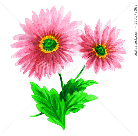 水彩畫《非洲菊》 251116像素7 133172065