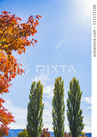 Huge poplar trees and autumn leaves at Lake Suwa Huge poplar trees and autumn leaves at Lake Suwa 133172106