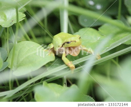 我在溪邊發現了一隻可愛的青蛙 我在溪邊發現了一隻可愛的青蛙 133172144