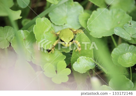 我在溪邊發現了一隻可愛的青蛙 133172146