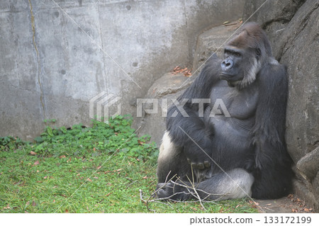 I think the gorilla will have more presence and presence than the female model portrait. 133172199