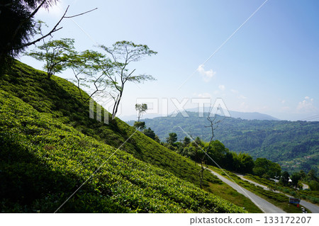 Steep slope of lush green tea plantation with scattered trees and distant rolling hills at Kalimpong 133172207