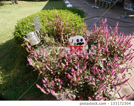 Halloween decorations and autumn flowers decorate the garden of Ainoyama no Yu in Maebashi City, Gunma Prefecture (photographed in October 2025) Halloween decorations and autumn flowers decorate the garden of Ainoyama no Yu in Maebashi City, Gunma Prefecture (photographed in October 2025) 133172304