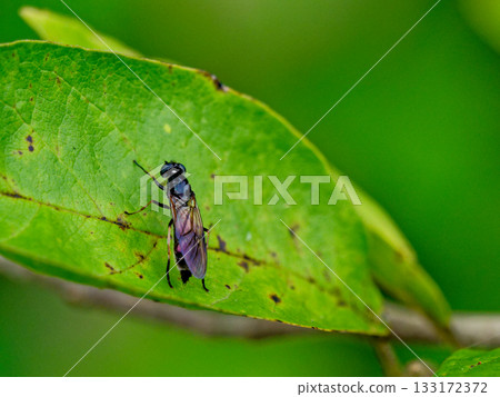 A black soldier fly (Syrphidae) resting on a leaf A black soldier fly (Syrphidae) resting on a leaf 133172372