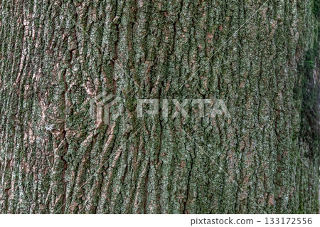 The beauty of the tree bark and moss [Background material] 133172556