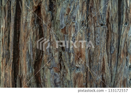 The bark of the tallest sequoia tree on Earth [Background material] 133172557