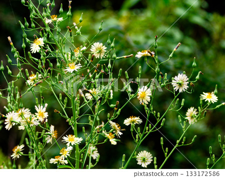 Flowering of Lactuca sativa (Asteraceae) Flowering of Lactuca sativa (Asteraceae) 133172586
