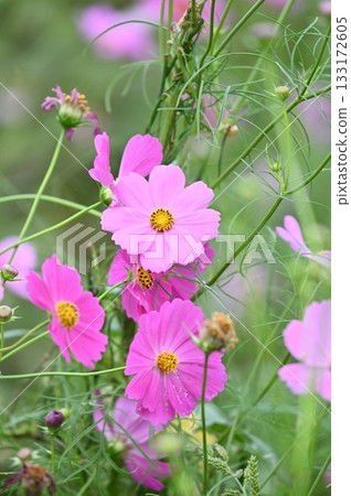 秋花波斯菊 秋花波斯菊 133172605