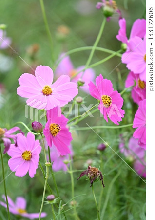 Cosmos Cosmos 133172606